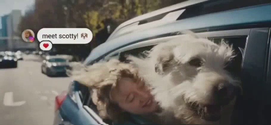 Meta — Animal Shelter